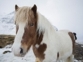 Cavallo Islandese