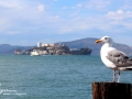 Alcatraz