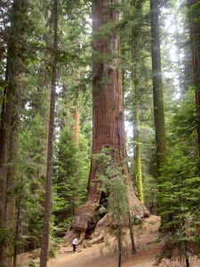 California - Sequoia National Park